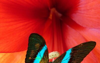 La psicoterapia è solo cambiamento?